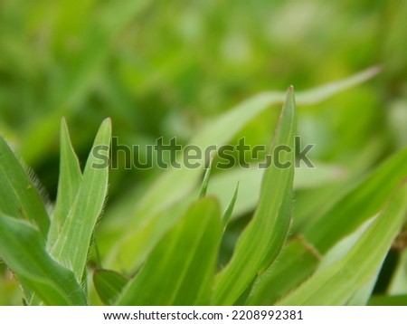 Field grass, this grass is commonly used to decorate gardens and is used as grass for football fields in Indonesia