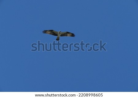 osprey is in a blue sky