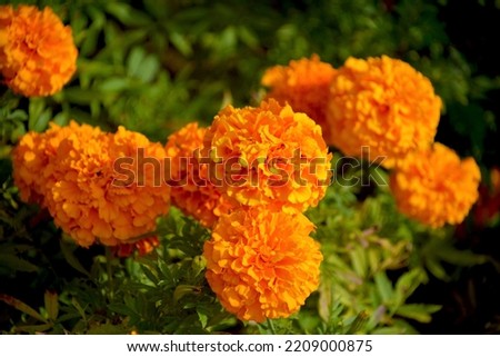 Amazingly beautiful flowers in the park. Delicate and charming flowers to cheer up. Stock photo.