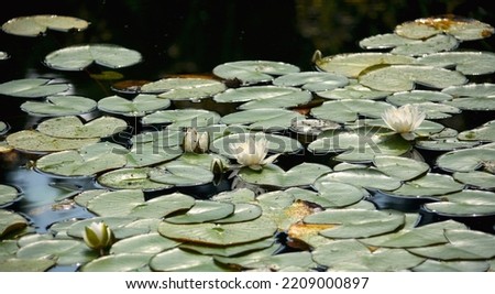 Water lilies in a pond. Amazingly beautiful flowers in the park.
