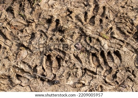 Many sheep tracks on the ground