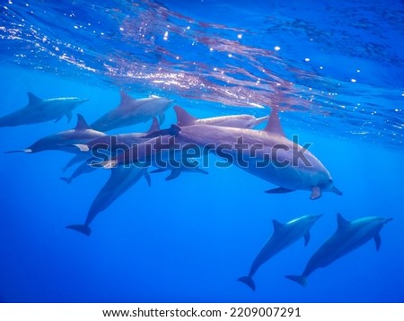 many dolphins breath on the surface in clear blue water from egypt