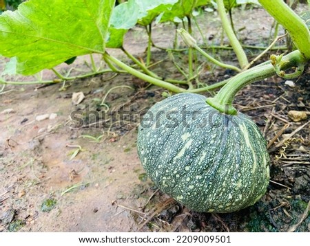 Fresh organic yung pumpkins are growing up on the ground in the kitchen garden, Grow vegetable for cooking because of good benefits and high vitamins for healthy eating and it safe of chemical 