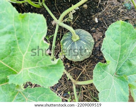 Fresh organic yung pumpkins are growing up on the ground in the kitchen garden, Grow vegetable for cooking because of good benefits and high vitamins for healthy eating and it safe of chemical 