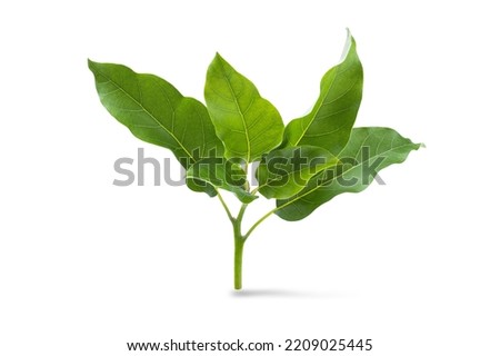Branch of avocado tree isolated on white background. Full Depth of field. Focus stacking
