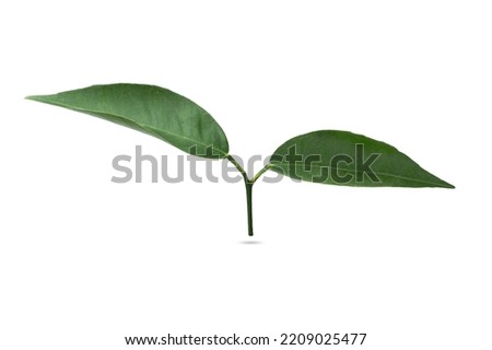 Fresh green orange leaves isolated on white background. Clipping Path. Full Depth of field. Focus stacking
