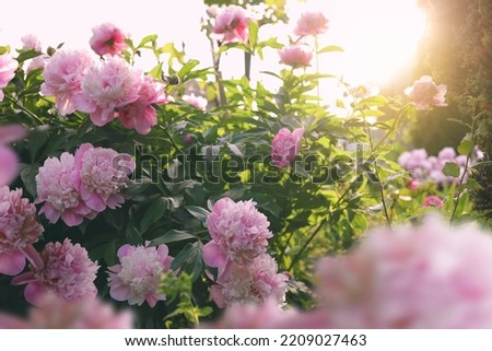 Blooming peony plant with beautiful pink flowers outdoors Royalty-Free Stock Photo #2209027463