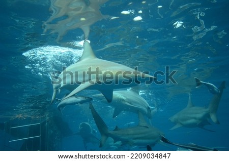 Reef Sharks Swimming Around Caged Divers in the Indian Ocean of South Africa