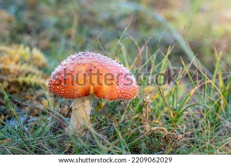 Fly agaric (Amanita muscaria), a mushroom out of a fairy tale that  might find in the forest