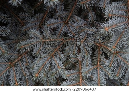 Blue spruce. Needles and branches of blue spruce close-up. Texture