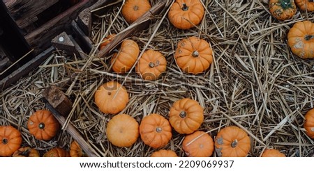  pumpkins on hay background, autumn harvest, halloween concept