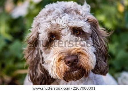 Close up portrait of a chocolate roan Cockapoo dog Royalty-Free Stock Photo #2209080331