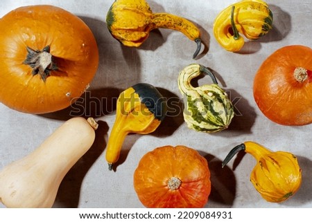 autumn flat lay on a concrete background with pumpkins and autumn leaf.