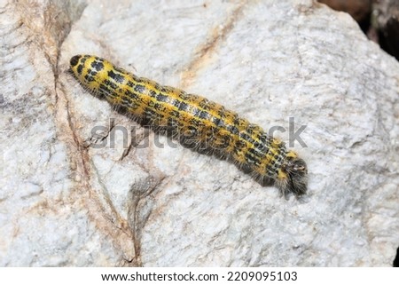 buff-tip catapilar with beautiful colors white and yellow and black