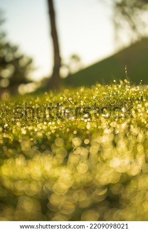 Closeup makro shot of a green grass leaves with rain water drops on top of them. Shallow depth of field.