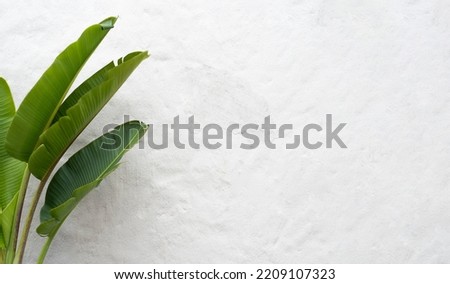White wall background with stucco texture and big leaves. Palm plant leaves. Tropical and minimalist background.