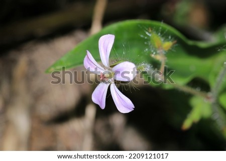 slender speedwell flower macro photo