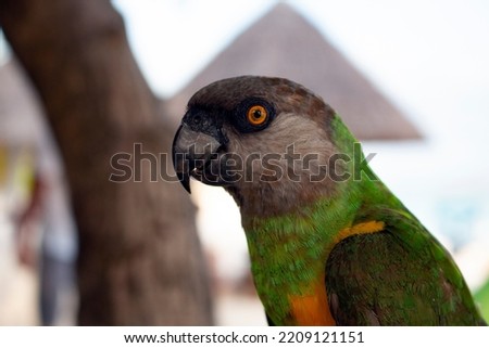 Portrait of a green parrot. Funny pets. Parrots in the wild.