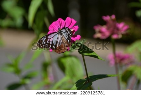 Chestnut tiger butterfly sucking nectar from pink flowers