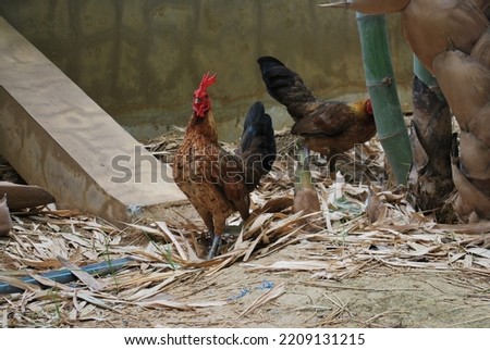 Rosecomb Brown Bantam Chickens in Bamboo Woods Royalty-Free Stock Photo #2209131215