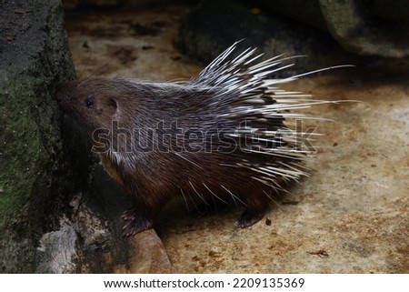 Close up the malayan porcupine animal 