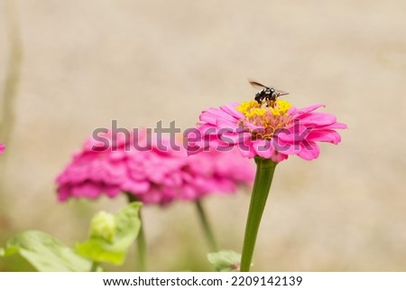  A bee perched on a blooming pink flower.