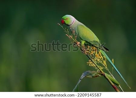 Rose-ringed Parakeet - A beautiful bird from parakeet family, found throughout Indian sub continent. Royalty-Free Stock Photo #2209145587