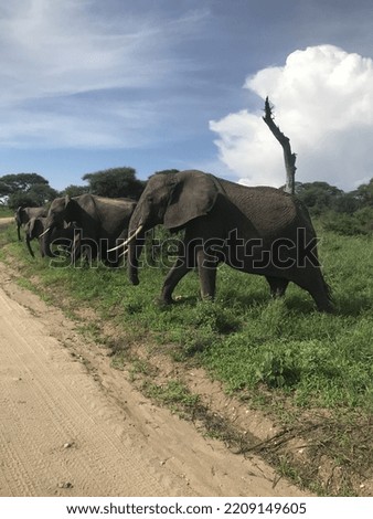 The elephants marching in Tarangire National Park