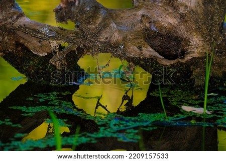 A dead piece of wood in the lake as the grasses have grown around it is reflected in the calm surface water