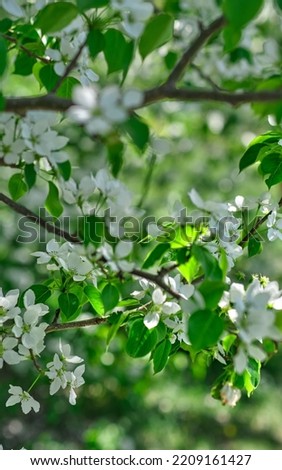 Close-up of blooming apple branch, selective focus. Spring tree with snow-white flowers, vertical image.