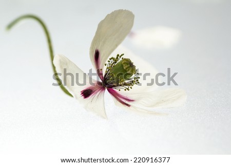 White poppy with details 