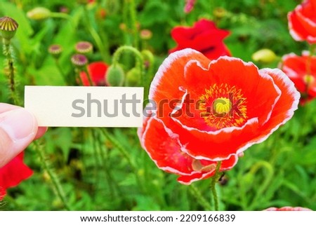 Mockup of a title frame with a red poppy flower with a white border against the backdrop of a poppy field