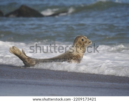 grey seal Halichoerus grypus in the beack Royalty-Free Stock Photo #2209173421