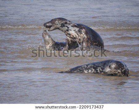 grey seal Halichoerus grypus in the beack Royalty-Free Stock Photo #2209173437