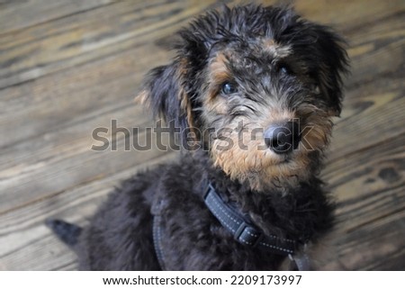A 4 month old Airedale Terrier puppy sits outside Royalty-Free Stock Photo #2209173997