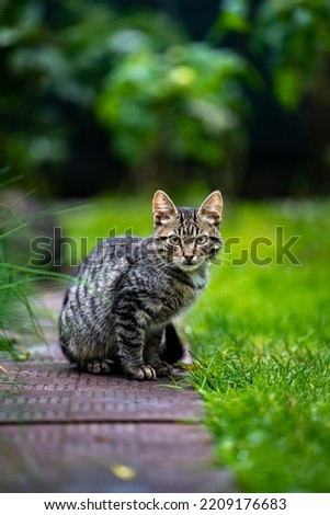 Beautiful striped wild cat in the garden on grass. Cat looking at camera.