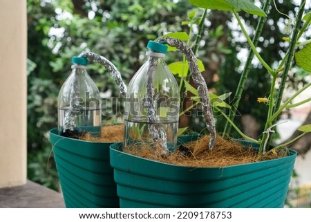 drip system plant watering automation at home, home made do it yourself things and idea, cucumber plant on the pot Royalty-Free Stock Photo #2209178753