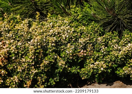 Background, texture of green foliage of barberry shrub plant. Photography of nature.