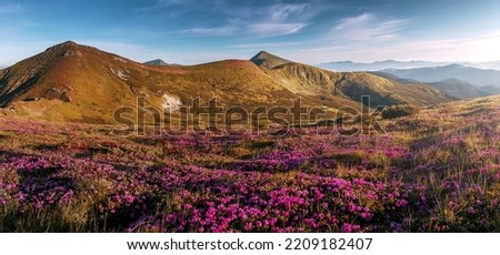 Amazing alpine highlands in sunny day. Scenic image of fairy-tale Landscape with pink flowers in sunlit with Majestic Rock Mountain on background. Wild area. Natural background. Creative image