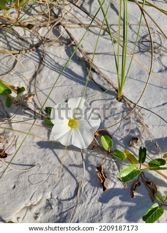 Morning Glory in the Beach Sand