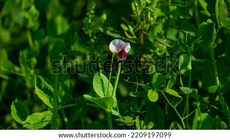 Pisum sativum. Blooming peas on the field. Growing green peas. Agriculture in Pays de Caux, fields with green peas plants in the winter season, Bangladesh. Royalty-Free Stock Photo #2209197099