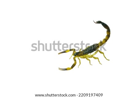 Brown Scorpion in front of a white background with clipping path.