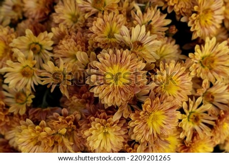 chrysanthemum shrub buds, floral background in yellow color