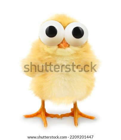 Chick is looking with huge eyes hilarious conceptual photo. Funny animals concept Royalty-Free Stock Photo #2209201447
