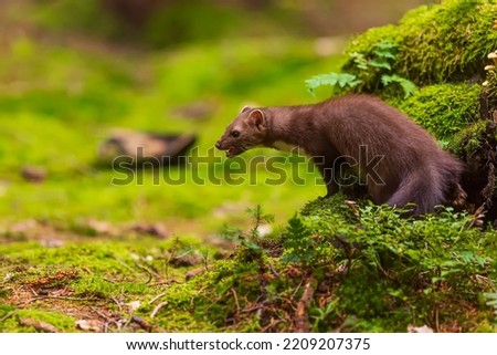 beech marten (Martes foina), also known as the stone marten sitting on a mossy stump