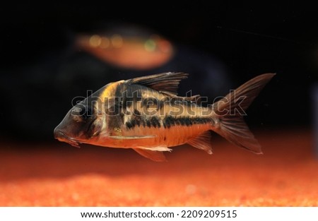 Super Parallelus Cory catfish swimming in aquarium Royalty-Free Stock Photo #2209209515
