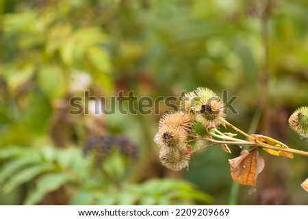 Close-up of lesser burdock spherical seeds with blurred plants on background