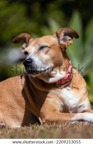 The senior female dog sleeping while sunbathing on the grass. Animal world. pet lover. Animals defender. dog lover. Senior pet.