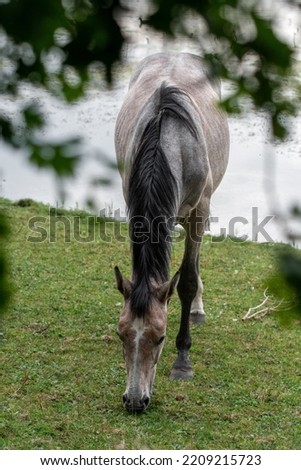 A horse eating grass in field