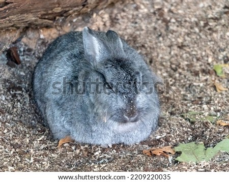 Fluffy gray rabbit resting his ears pressed.